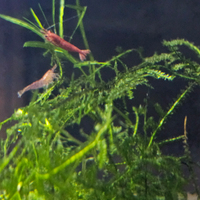 Caridine red