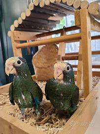 Pappagalli Pionus Senilis e Menstrus DA IMBECCO