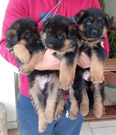 Cuccioli pastore tedesco