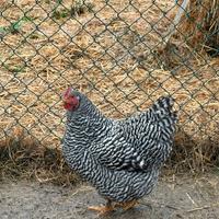 Gallina Amrock