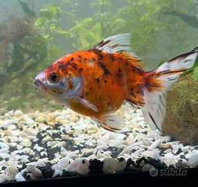 Calico fancy goldfish