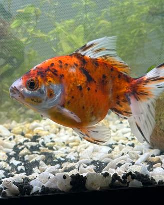 Calico fancy goldfish