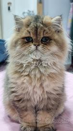 Cuccioli british longhair