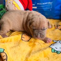 American pitbull terrier
