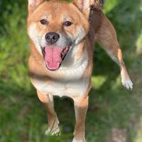 Shiba inu maschio a titolo gratuito