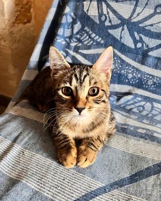 Gattina cucciola