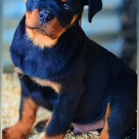 Super Cucciolo Rottweiler Leonard