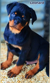 Super Cucciolo Rottweiler Leonard