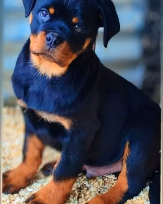 Super Cucciolo Rottweiler Leonard