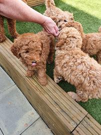 Cuccioli barboncini toy maschi e femmine