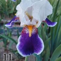Lotto 5 iris germanica gaggiolo viola bianco