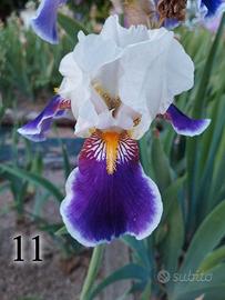 Lotto 5 iris germanica gaggiolo viola bianco