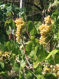 Uva da vino
