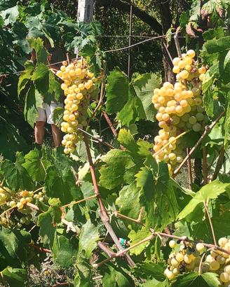 Uva da vino