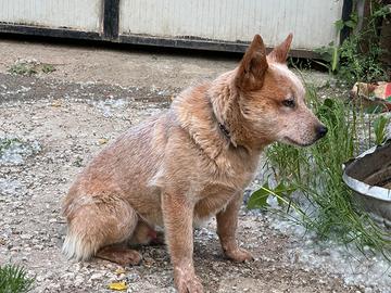 Cuccioli di australian cattle dog