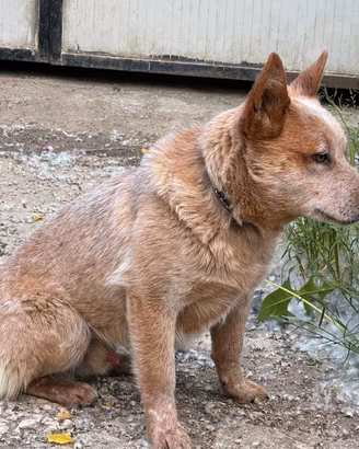 Cuccioli di australian cattle dog