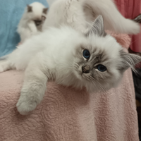 Cuccioli Sacro di Birmania