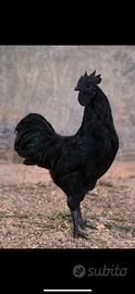 Gallo Cemano