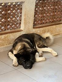 Akita Americano per monta