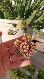 stapelia variegata
