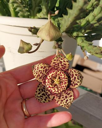stapelia variegata