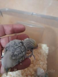 Cocorite raimbow da imbecco