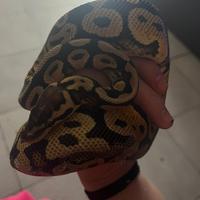 Pitone Reale Femmina