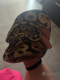 Pitone Reale Femmina