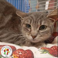 ATHENA giovane miciotta