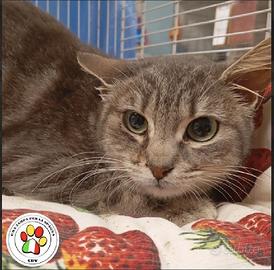 ATHENA giovane miciotta