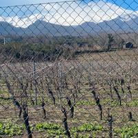 Vigneto e palmento