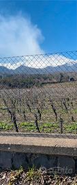 Vigneto e palmento