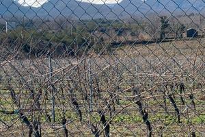 Vigneto e palmento