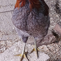 Coppie di Araucana