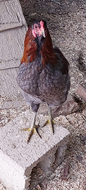 Coppie di Araucana