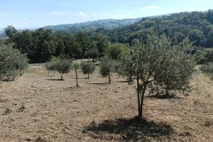 Terreno Uliveto