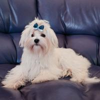 Cucciola maltese