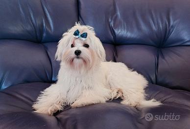 Cucciola maltese