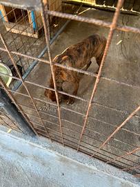 Cane cinghiale