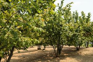 Noccioleti in produzione o terreni agricoli