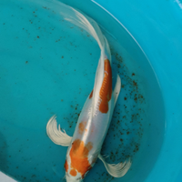 Carpe koi giapponesi