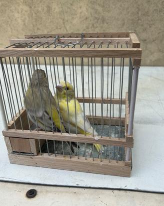 Verdoni mutati