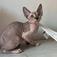 Gattino maschietto di Canadian Sphynx