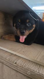 Cuccioli di ROTTWEILER