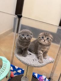 Meravigliosi gattini scottish fold