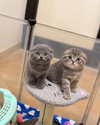 Meravigliosi gattini scottish fold