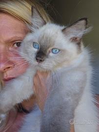 gatti ragdoll 