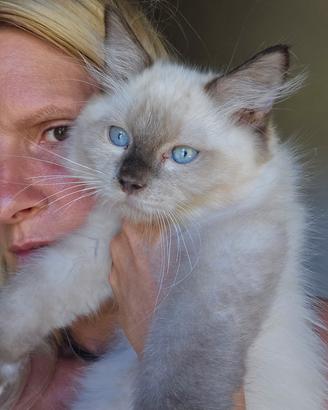 gatti ragdoll 