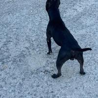 Pitbull adba per monte