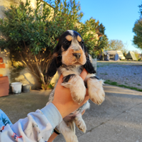 Cuccioli di cocker spaniel inglese